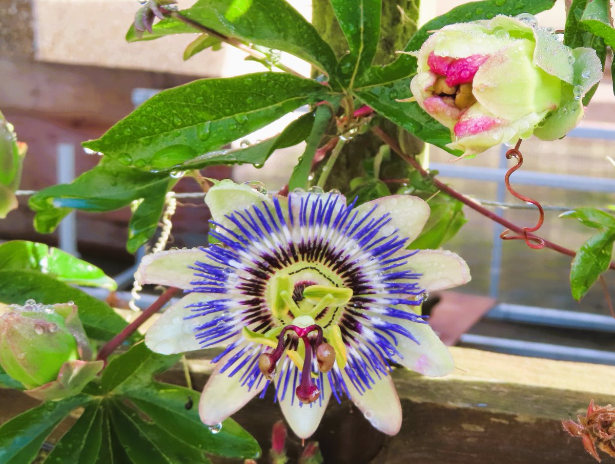 AttersonBarbara's tweet image. #AlphabetChallenge #WeekKforKnowledge 

Every flower has its own special meaning or symbolism, and this can be influenced by the variety and colour, or even by the number gifted. #Knowledge of the language of flowers is called floriography.

Have the best of days everyone 😊