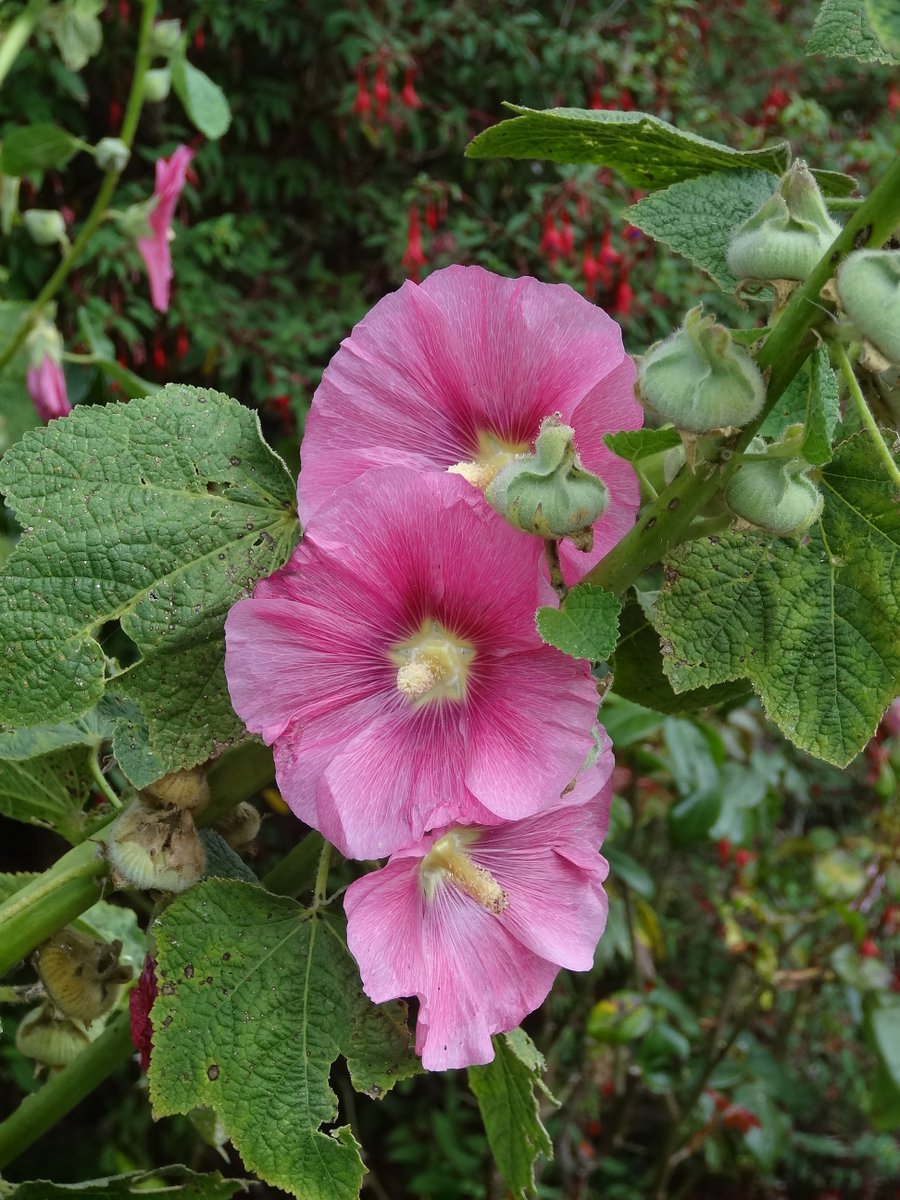 AttersonBarbara's tweet image. #AlphabetChallenge #WeekKforKnowledge 

Every flower has its own special meaning or symbolism, and this can be influenced by the variety and colour, or even by the number gifted. #Knowledge of the language of flowers is called floriography.

Have the best of days everyone 😊