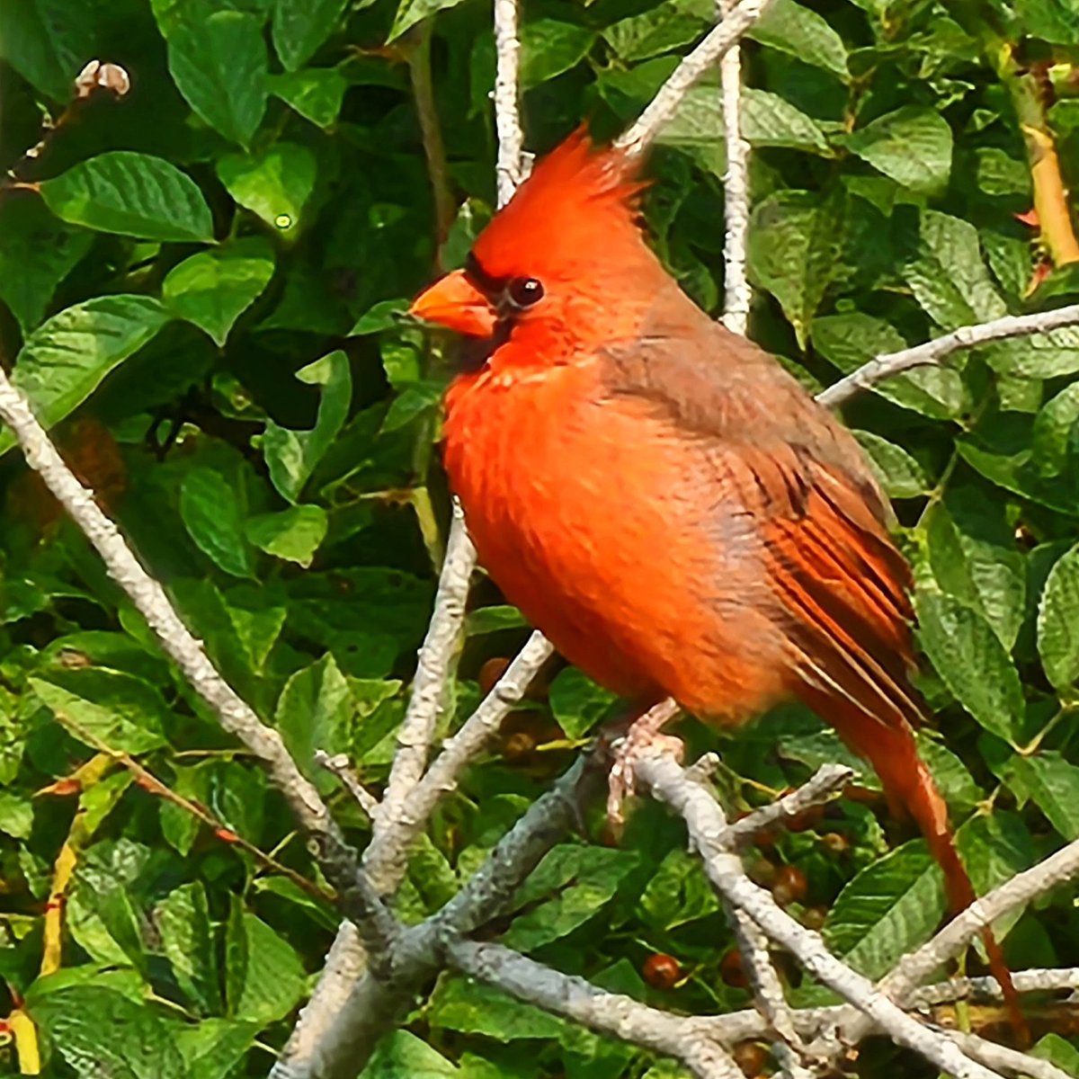 pyperjoy's tweet photo. Now that the tiny but territorial hummers have migrated, my regulars are hanging out in the yard again, patiently waiting for the feeders to go back up. Pretty sure this dude thinks if he looks pretty I'll put it up early... he's probably right. I'm a sucker for a pretty bird 🤷‍♀️ https://t.co/lCIe3fnvaF