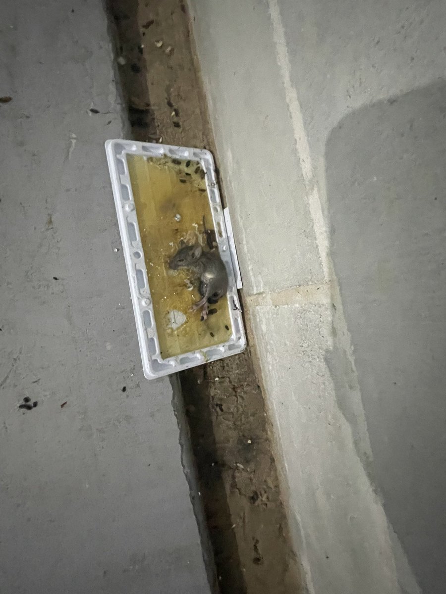 JenniferHohman's tweet photo. @SunsetDreamsWV @extraspace Did you get your belongings out?  I was not so lucky.  Rats ate, urinated and dedicated on everything.  Three large lockers. Furniture, mattresses, wardrobes https://t.co/4Lyz5cpMkm