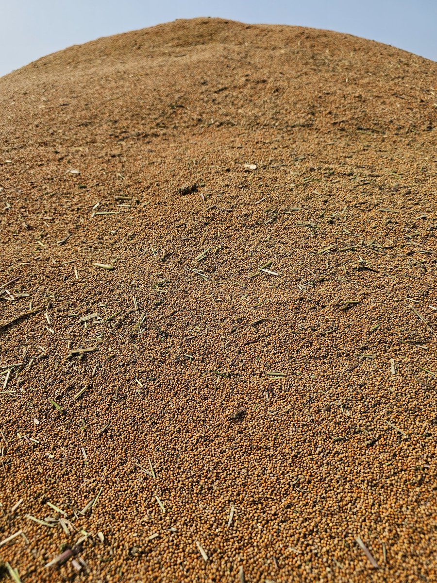 Warming up the combines with some Syberian millet.  #ontag #mooresseed
#alwaysgrowing #vanmeerfarms