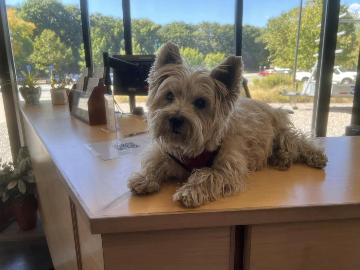 Happy 13th birthday to one of our favorite boathouse dogs—Coxy! 🐾