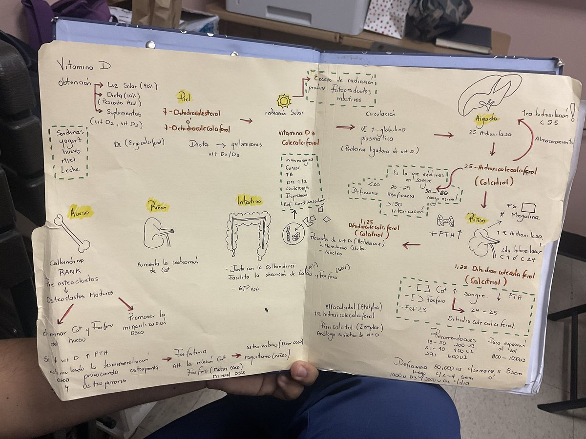 endocatracha's tweet image. 🤓🥰 cuando el R3 hizo el esquema para entender el metabolismo de la vitamina D que bonita la endocrino!!! #endotwitter