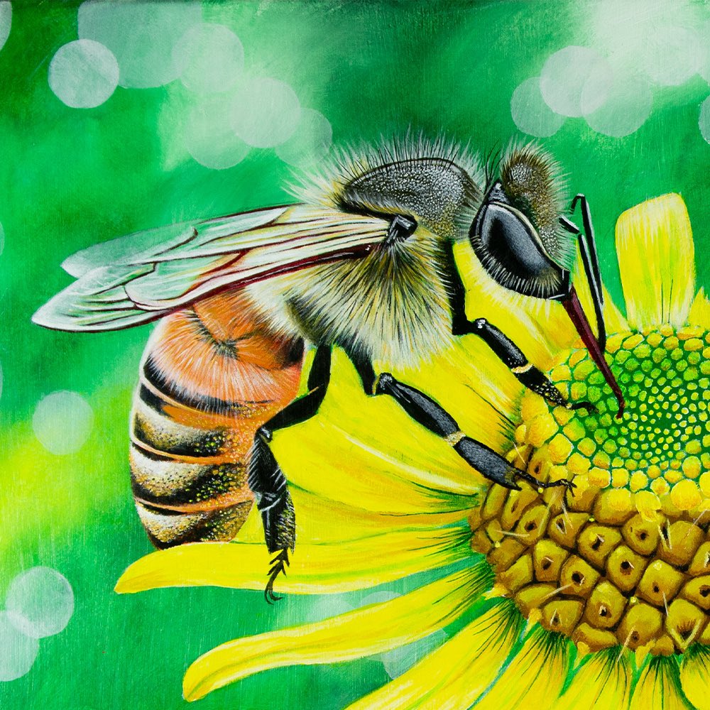 GrahamBArtist's tweet photo. Acrylic painting of a honey bee #savethebees https://t.co/gkZFRAZku6