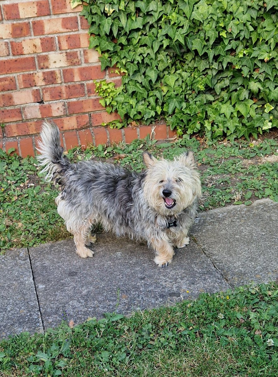 JACK BovverBoy 🐕 tweet media