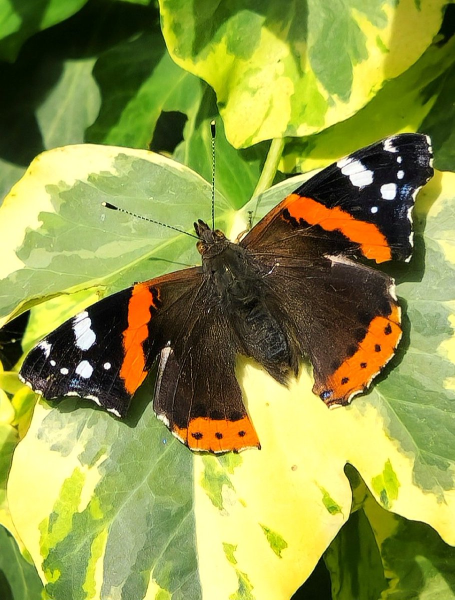 JACK BovverBoy 🐕 tweet media