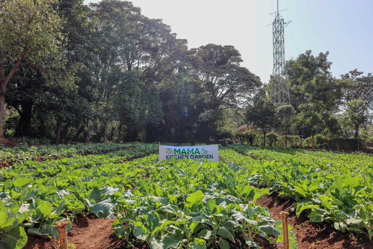 MamaRachelRuto's tweet photo. Kitchen gardens are a simple yet powerful tool for promoting food and nutritional security, where families and school-going children grow their vegetables. At State House, I launched a pilot program for the National Kitchen Gardens project, which is part of a broader national food security initiative led by women across all counties.