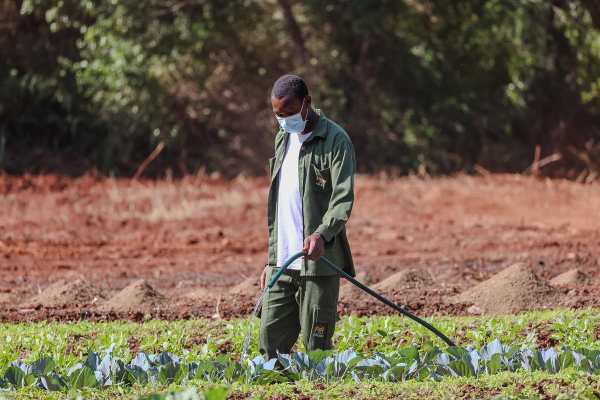 MamaRachelRuto's tweet photo. Kitchen gardens are a simple yet powerful tool for promoting food and nutritional security, where families and school-going children grow their vegetables. At State House, I launched a pilot program for the National Kitchen Gardens project, which is part of a broader national food security initiative led by women across all counties.