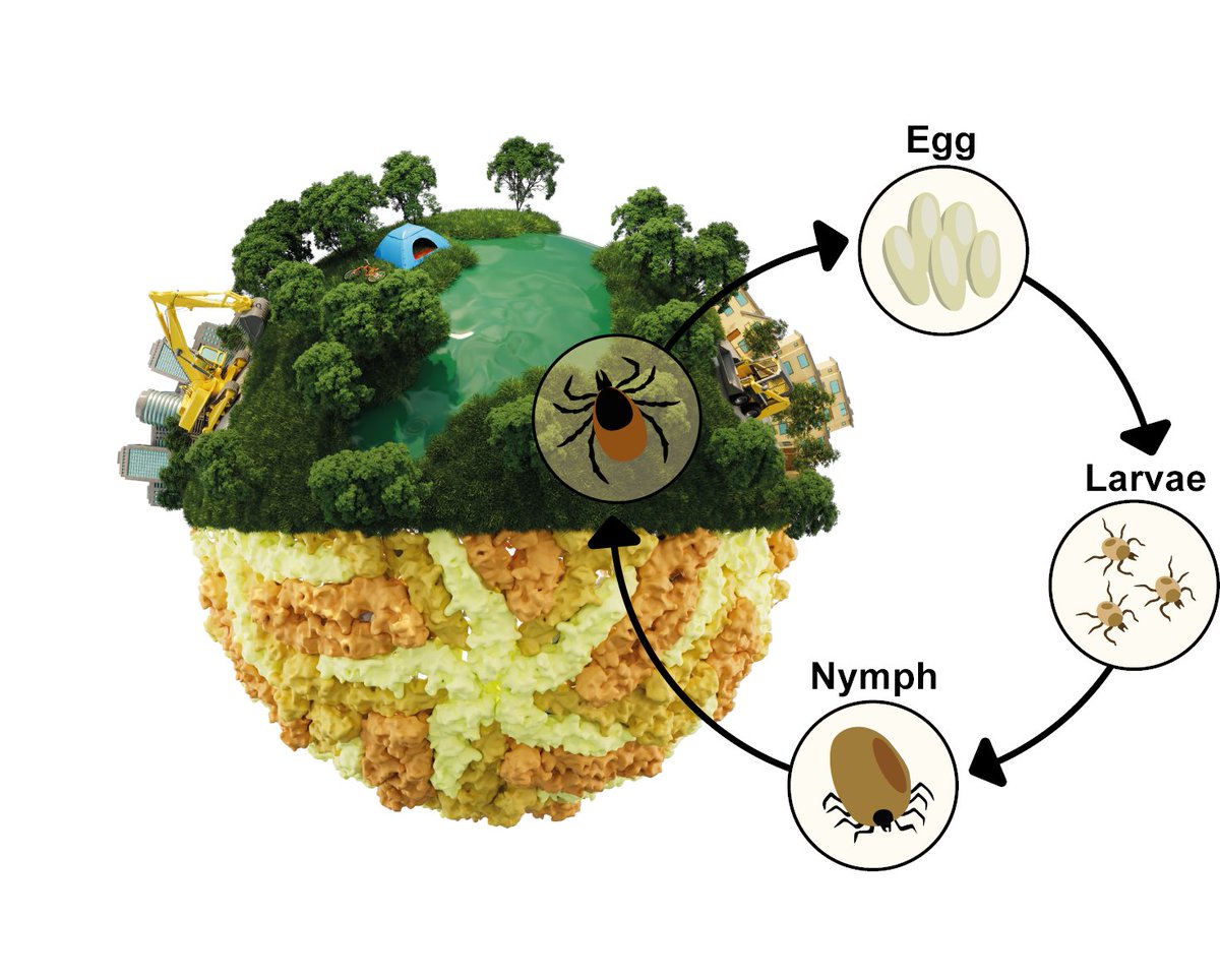 🚨 Hot off the press 🚨

 🔥Review about emerging tick-borne Alongshan virus🔥

bit.ly/3Tnm49u