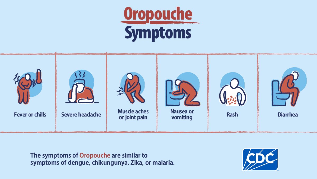 CDC_NCEZID's tweet photo. Oropouche virus is spread through the bites of infected midges &amp; some mosquitoes. If you live in or have traveled to an area with cases, know the symptoms of #oropouche and talk to a healthcare provider know if you feel sick: https://t.co/t5QoRfhQF9 https://t.co/GmznDQKAYa