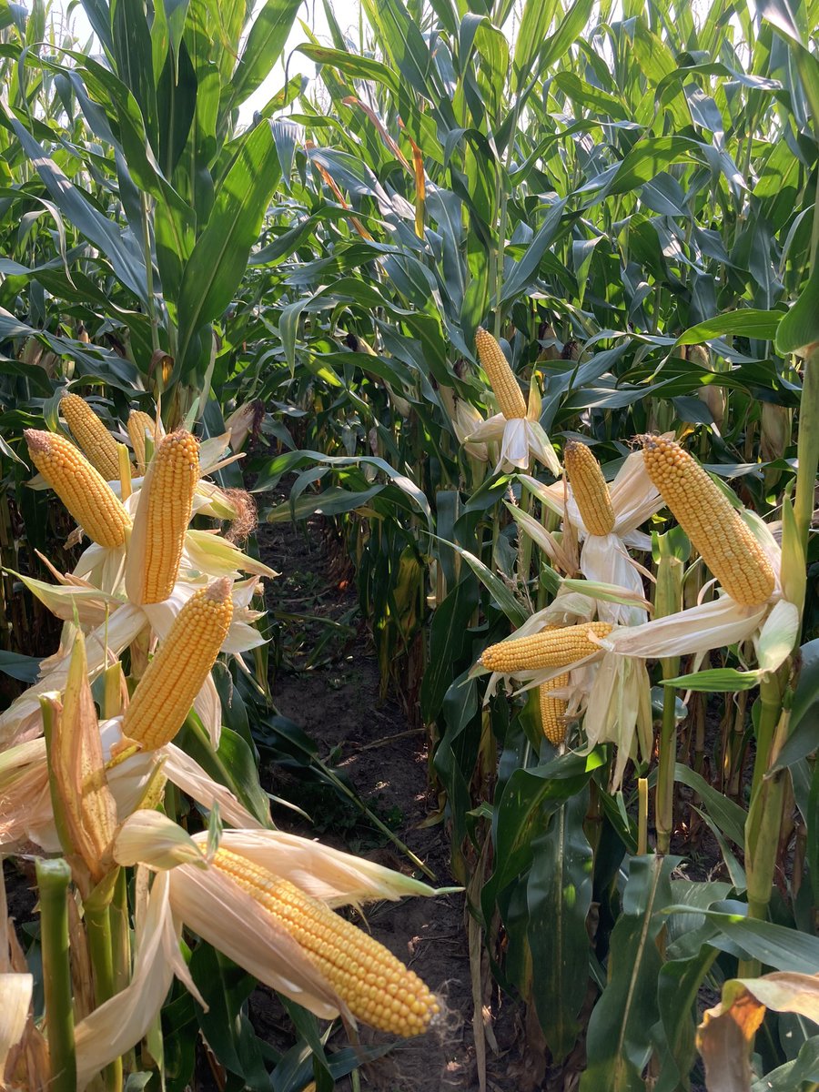 logel_chris's tweet image. Can’t hardly wait to weigh off this beast of a hybrid again this year!  P9466