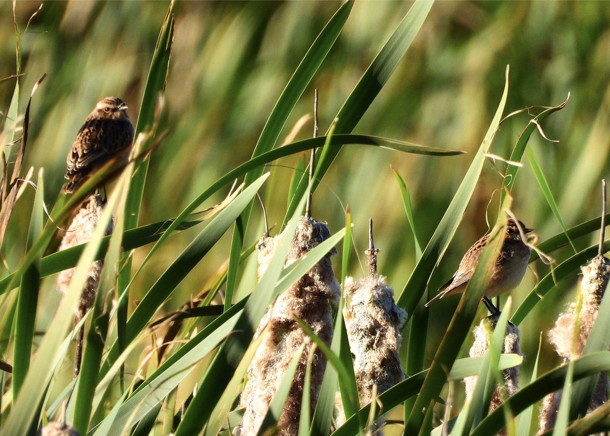 NeilSimms1's tweet image. Whinchats in the reed mace. At least three still this afternoon at Margrove Park ponds. Thanks @ciaranshaman for the heads up @teeswildlife @teesbirds1 @nybirdnews
