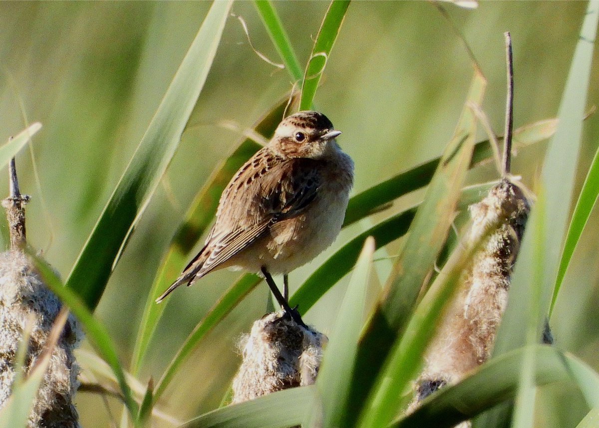 NeilSimms1's tweet image. Whinchats in the reed mace. At least three still this afternoon at Margrove Park ponds. Thanks @ciaranshaman for the heads up @teeswildlife @teesbirds1 @nybirdnews