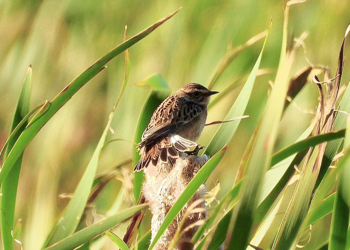 NeilSimms1's tweet image. Whinchats in the reed mace. At least three still this afternoon at Margrove Park ponds. Thanks @ciaranshaman for the heads up @teeswildlife @teesbirds1 @nybirdnews
