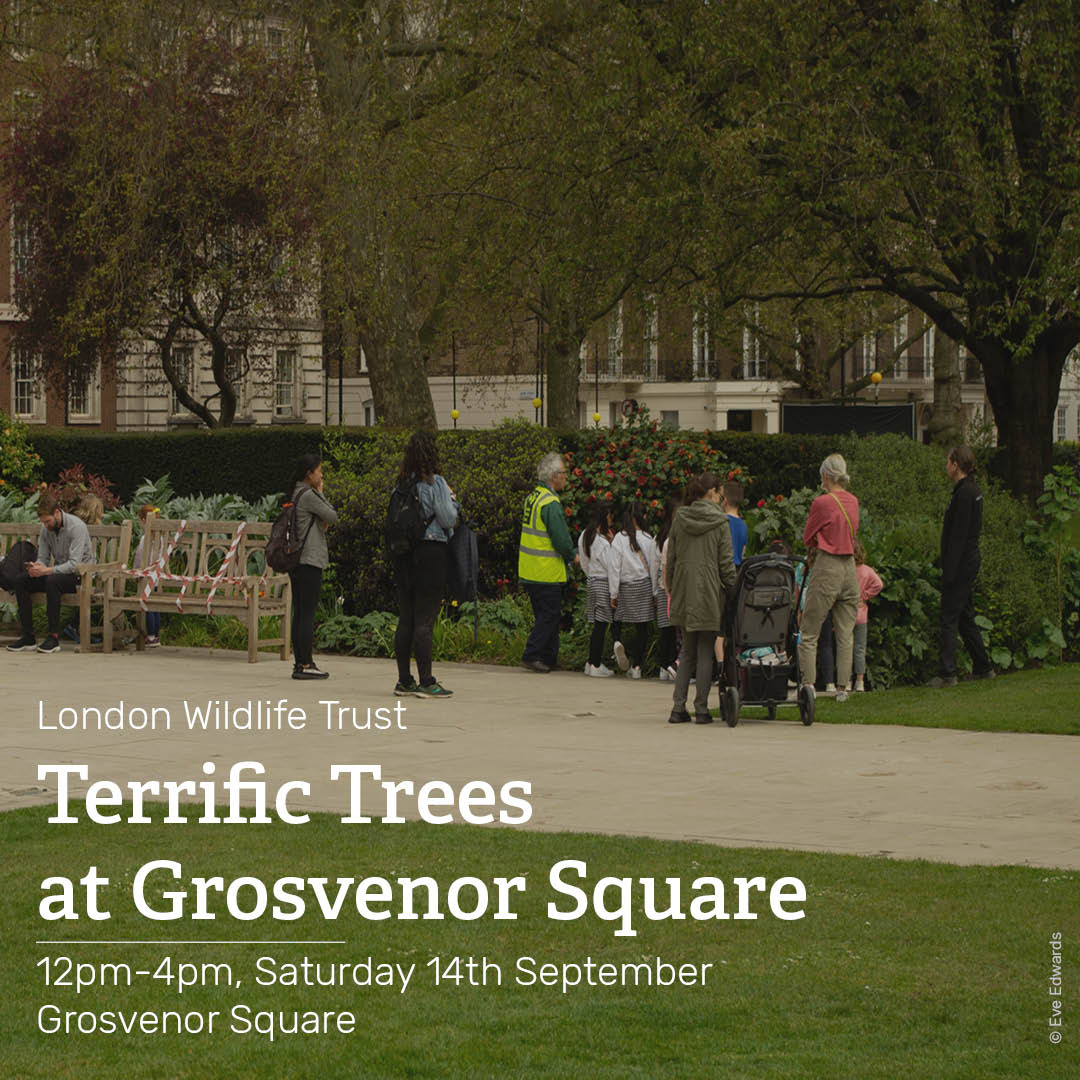 Join @Wildlondon at Grosvenor Square on Saturday 14th September from 12pm-4pm to learn more about the city’s terrific trees! 🌳  

This free event has activities for all ages. For more information and to book your activities visit this link here 👇  

bit.ly/4dBCEe1