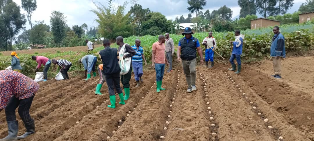 Season A, 2025 kicked off <a href="/PotatoFpa/">Farmers' Potato Academy (FPA) in Rwanda</a> supported by <a href="/AgriterraRwanda/">Agriterra Rwanda</a>. #potatoes sourced from <a href="/RwandaAgri/">Ministry of Agriculture & Animal Resources |Rwanda</a> <a href="/spf_ikigega/">SPF-Ikigega</a>