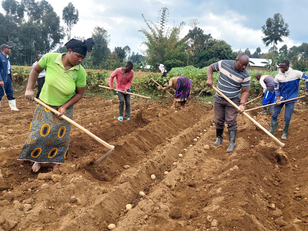 Farmers' Potato Academy (FPA) in Rwanda tweet media