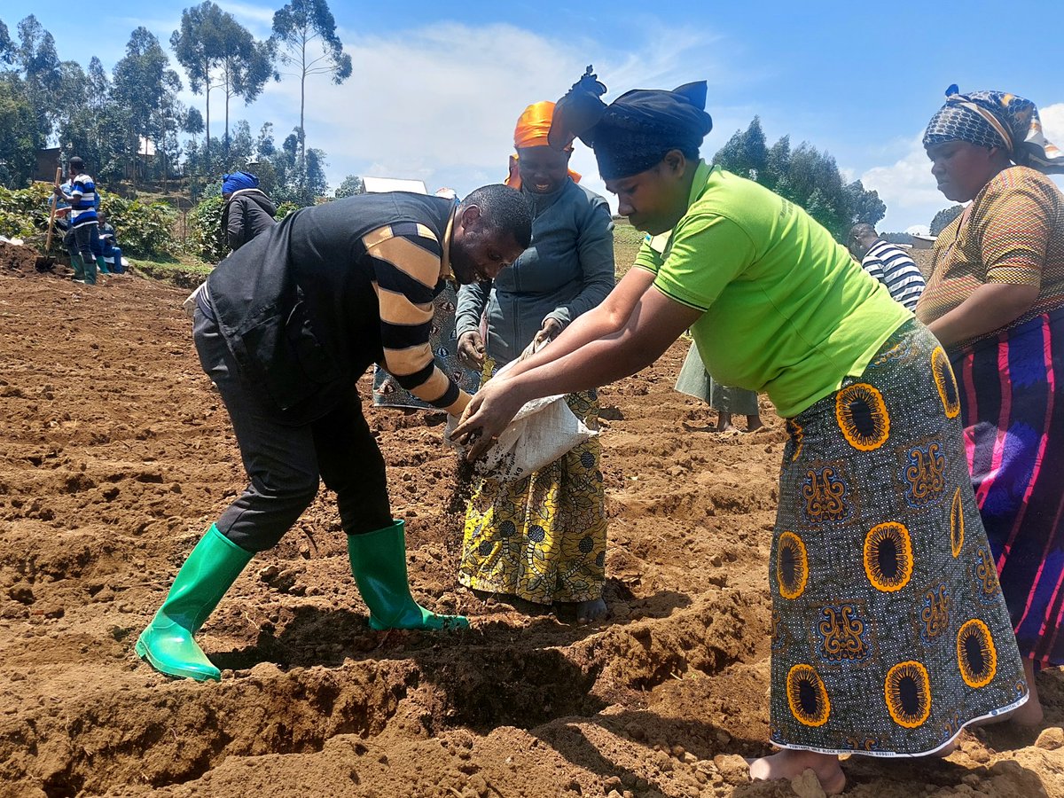 Farmers' Potato Academy (FPA) in Rwanda tweet media