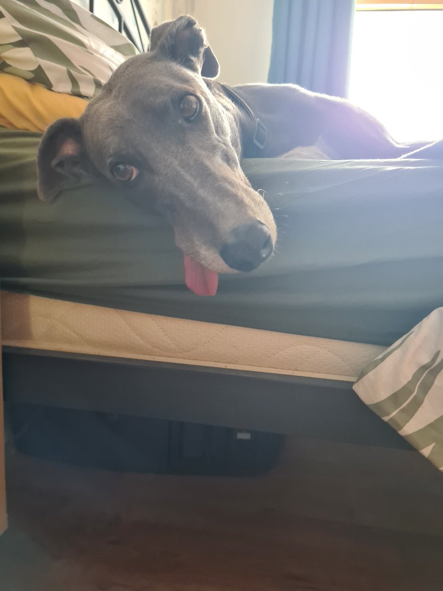 SarahJoHewitt's tweet photo. @taylorglennUK here's a visual update on how Bert is getting on! 🥰🐾 https://t.co/wpHnOaMbkK