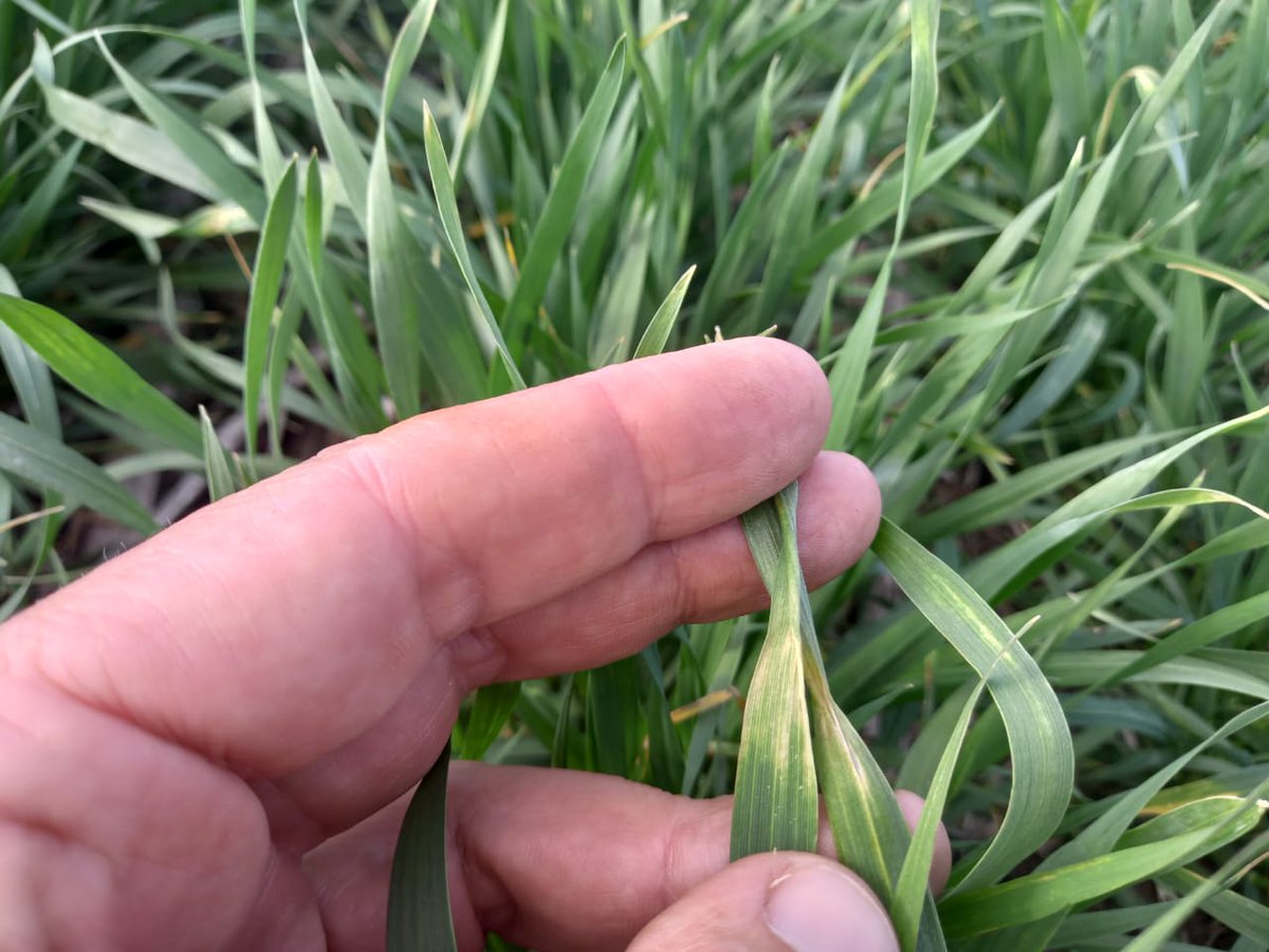 Aleferretti tweet media