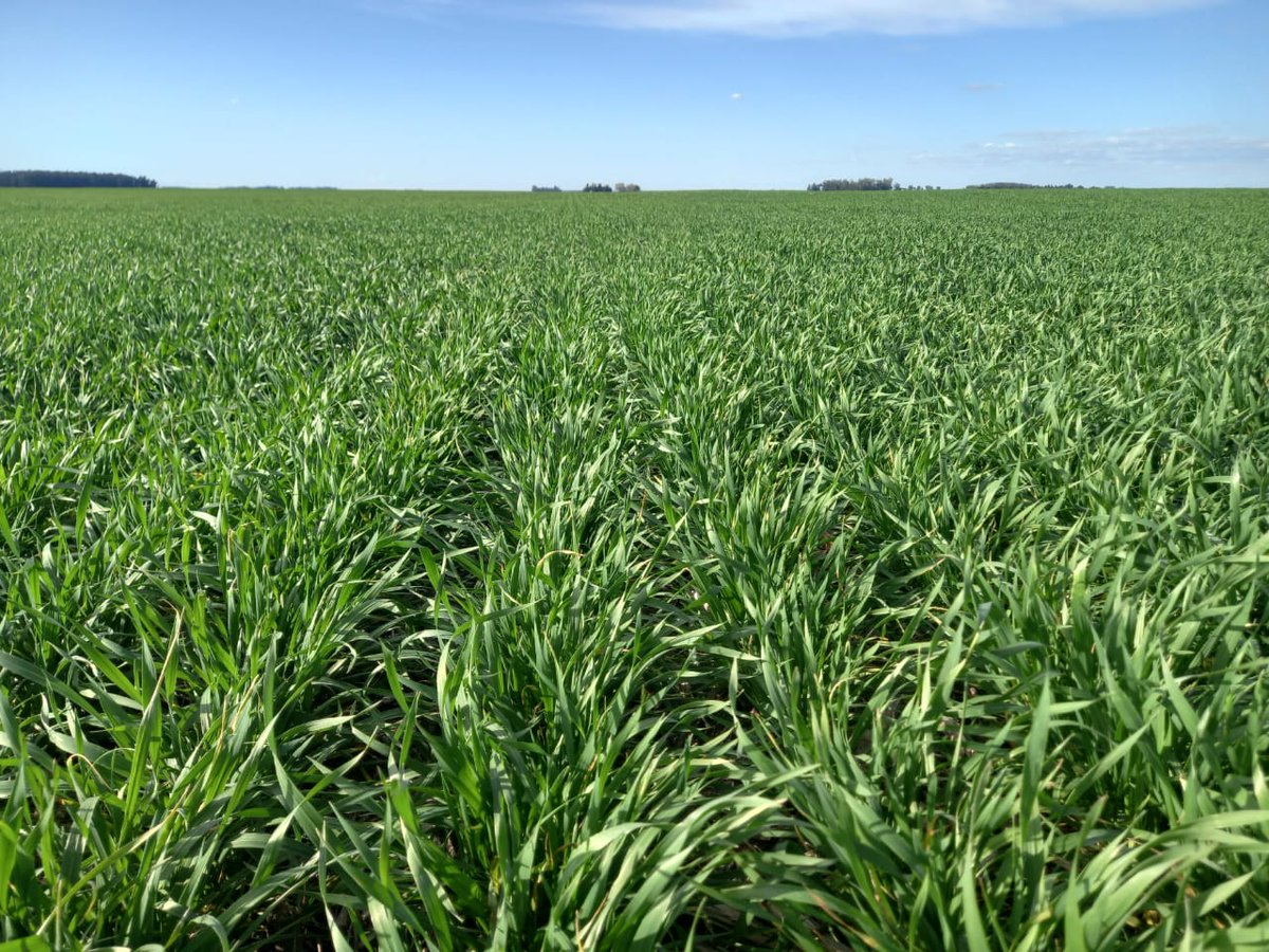 Aleferretti tweet media