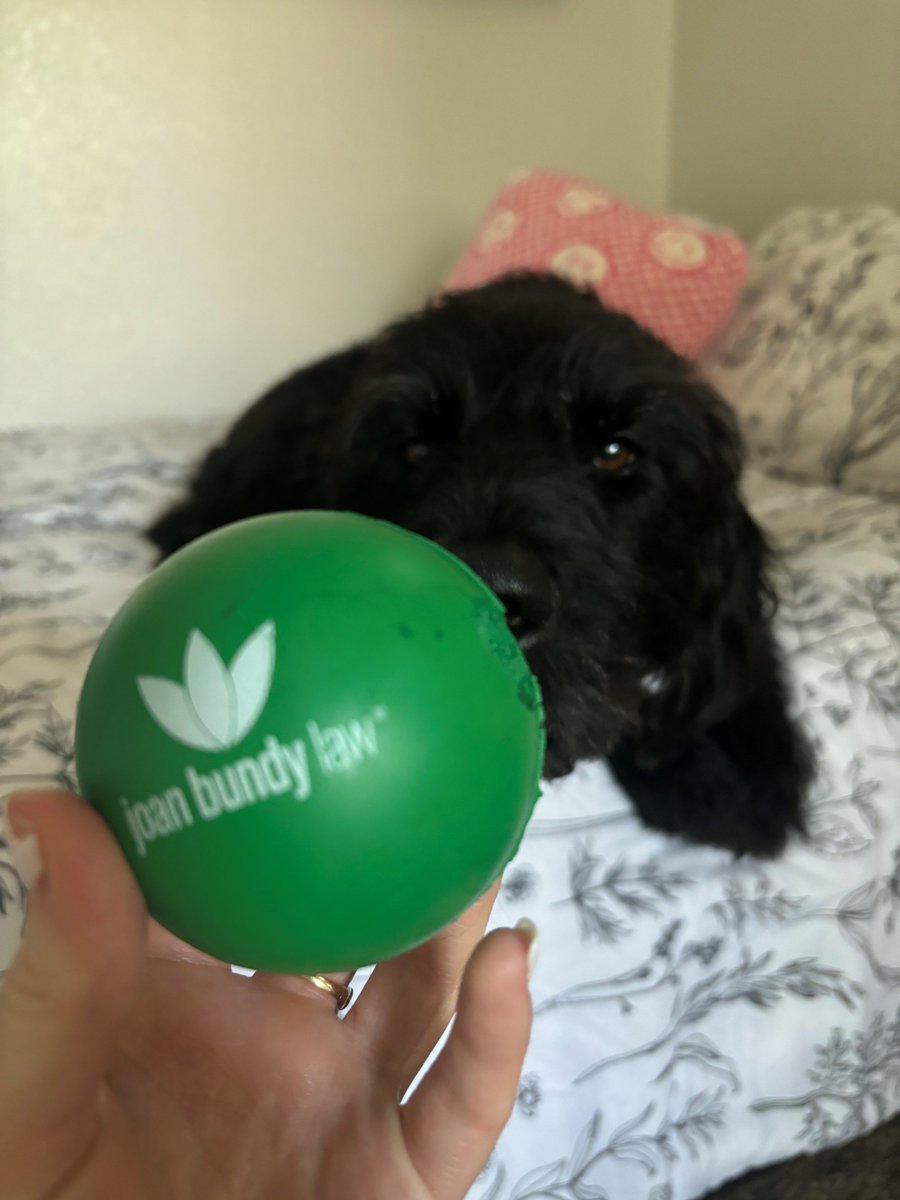 I recently had a new surprise happy ending in a pet custody dispute case: Even though the animal was awarded to one party by the judge, they decided to give up the pet after learning of some chronic health problems. My client: Overjoyed! Her pooch: Enjoying playing with a ball.📷