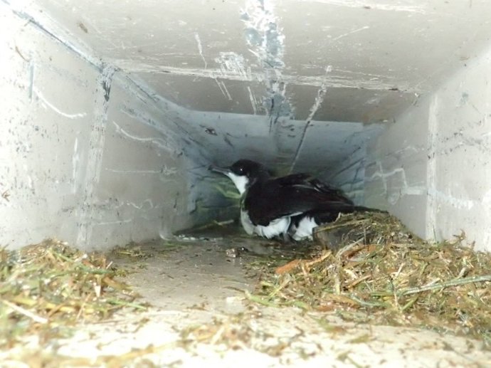 Airam_Rguez's tweet photo. A new study highlighted on the #EcolightsForSeabirds website: "The impact of #LightAttraction on adult #seabirds and the effectiveness of minimization actions" published in @PacSci
+info
https://t.co/rYi8doavl5
#lightpollution
📸André F Raine https://t.co/h39ohnF9Xy