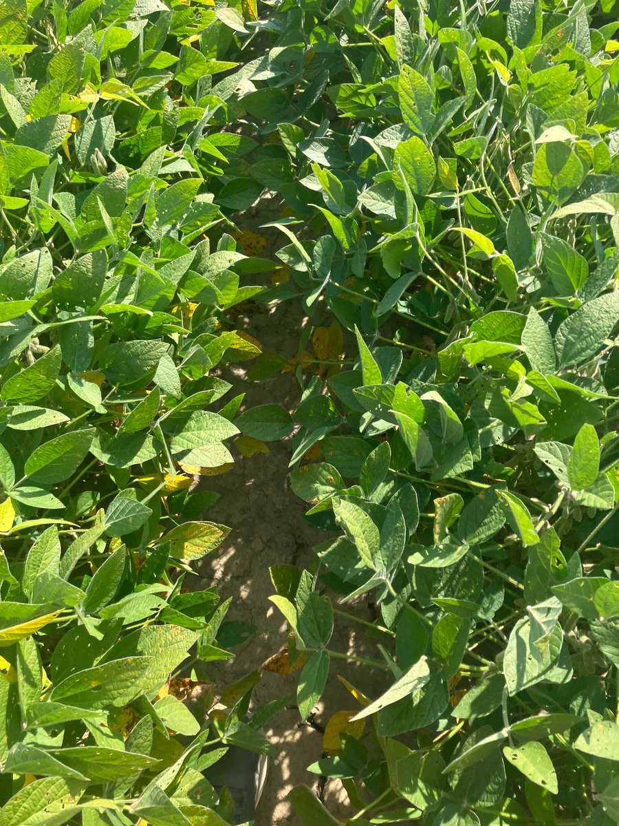 Bergefurdsfarm's tweet photo. Collecting late season observational data on our Indiana Soybean Cyst Nematode and plant health research trial🫘🫛 https://t.co/lhwgWYpogk