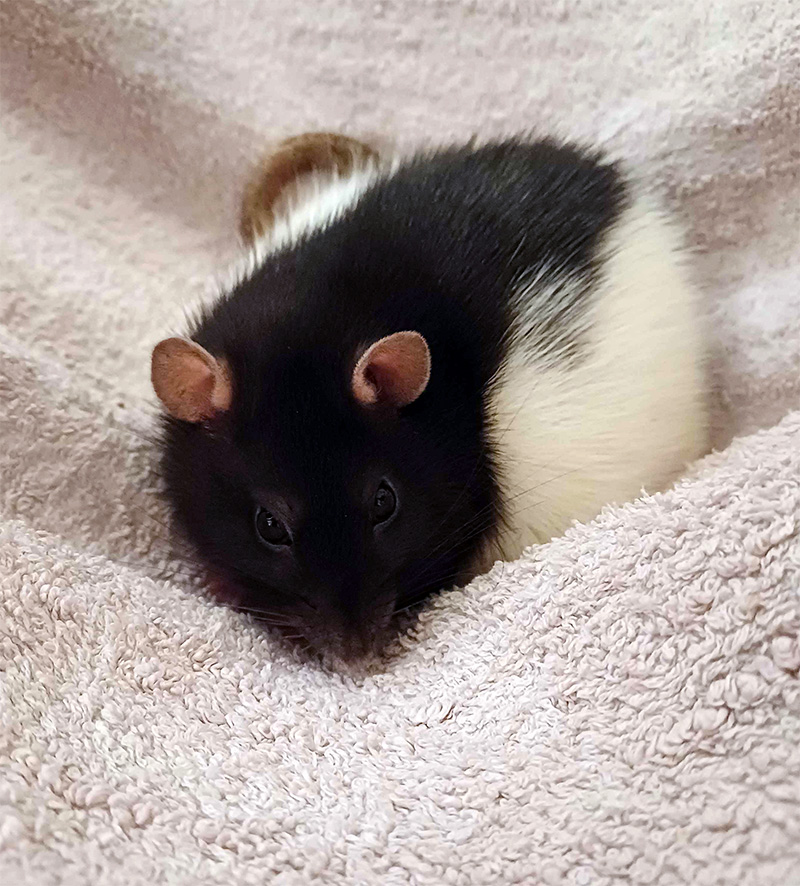 Have a lovely ratty for a change.
Nox, chilling in her new towel hammock after trying to steal her sisters porridge. 🐀