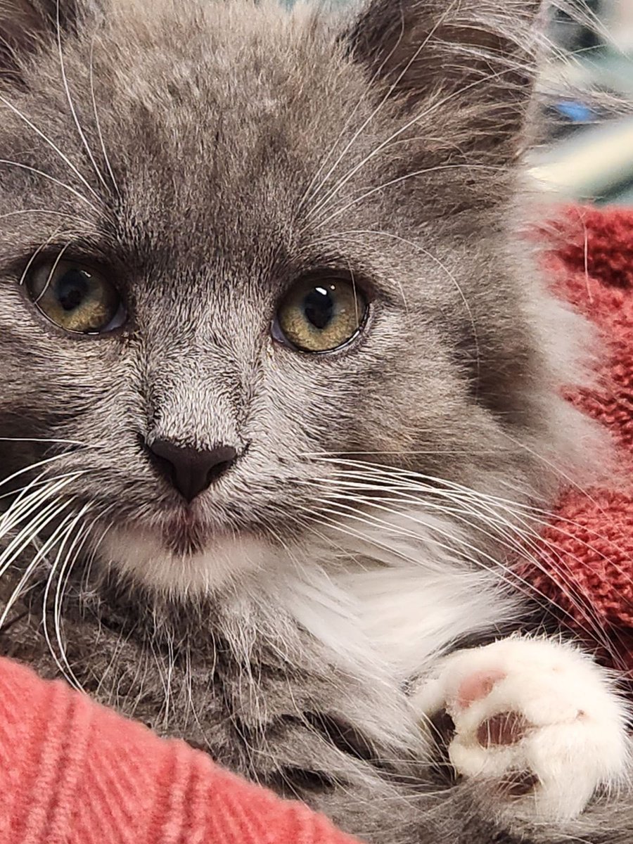 OldhamHumane's tweet image. #GiveforGood is on today! Please make a donation, large or small to help little girls like Lt Danielle, who came to us in a box seriously injured, homeless but not a hopeless case. She’s getting the treatment and TLC she needs giveforgoodlouisville.org/organization/H…