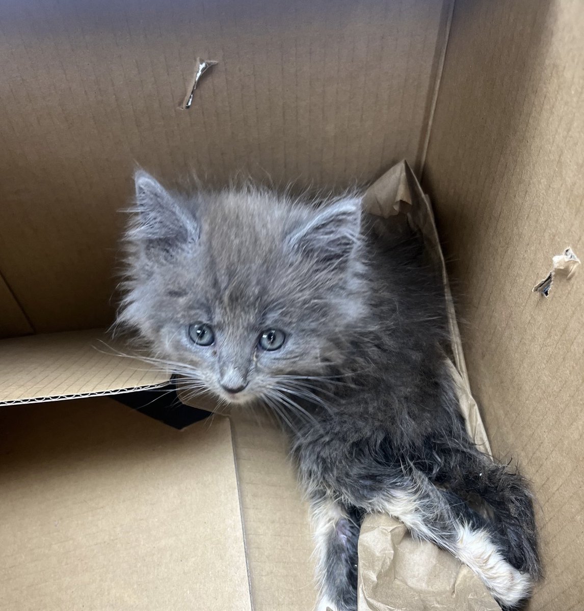 OldhamHumane's tweet image. #GiveforGood is on today! Please make a donation, large or small to help little girls like Lt Danielle, who came to us in a box seriously injured, homeless but not a hopeless case. She’s getting the treatment and TLC she needs giveforgoodlouisville.org/organization/H…