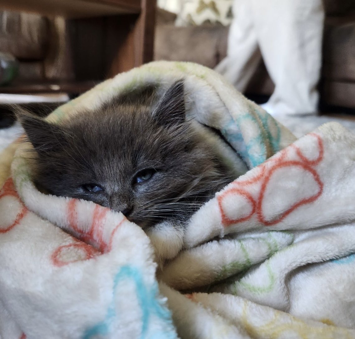 OldhamHumane's tweet image. #GiveforGood is on today! Please make a donation, large or small to help little girls like Lt Danielle, who came to us in a box seriously injured, homeless but not a hopeless case. She’s getting the treatment and TLC she needs giveforgoodlouisville.org/organization/H…