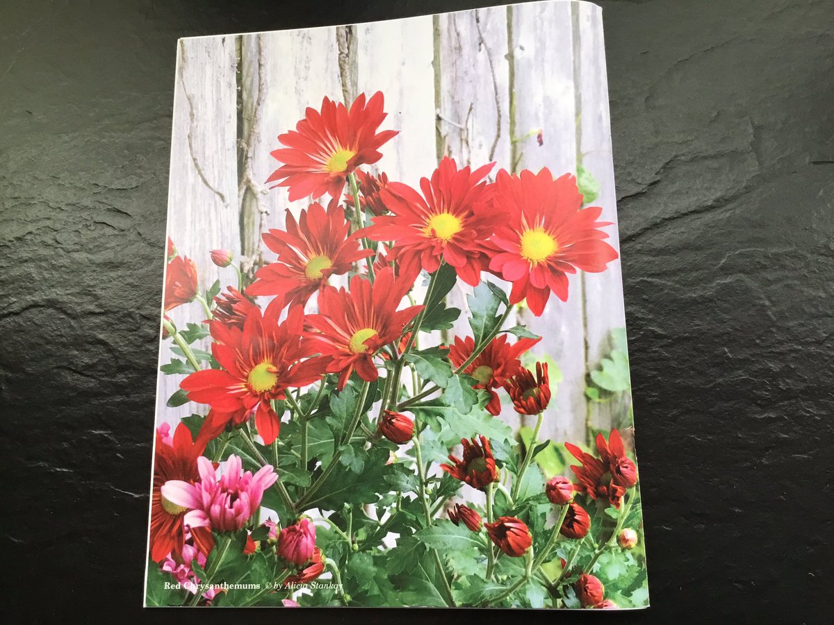 LV_Writers's tweet photo. “Red Chrysanthemums” by Alicia Stankay

Back cover of the 2024 “Loyalhanna Review”

Alicia looks forward to the publication of her ninth book(her fourth Stonecliff Mystery) this fall. https://t.co/VkMmmhdp1p