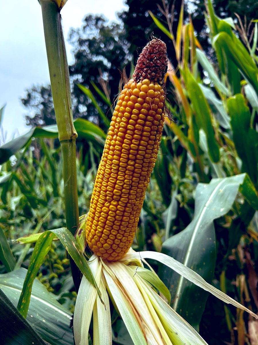 A 1st with this Hybrid. Dekalb 65-99.     22 Round <a href="/DKAS_SIL/">DEKALB Asgrow SIL</a> <a href="/Asgrow_DEKALB/">DEKALB Asgrow Seed</a> <a href="/Precision_SFS/">Southern FS - Precision</a> <a href="/Southern_FS/">Southern FS, Inc.</a>