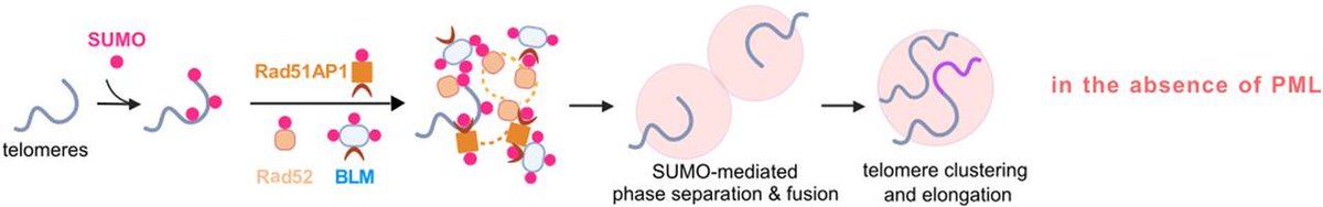 GenesDev's tweet image. In this study, @rongweiz et al. report that SUMOylation, along with DNA repair factors and BLM helicase, promotes telomeric DNA synthesis and alternative lengthening of telomeres. @lab_zhang
Learn more here:
➡️ tinyurl.com/gd351667