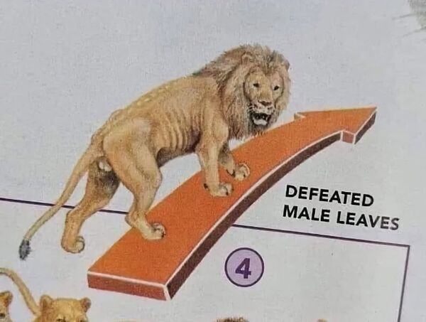 Arsenal of Dememecracy 🇺🇲 🇺🇦 🗽 (@gaymergir) on Twitter photo 