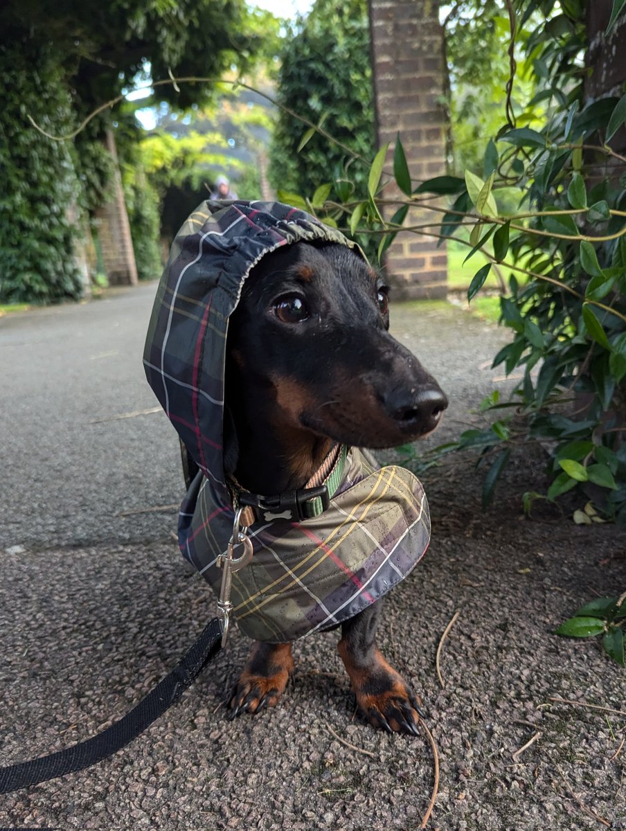 PositivelyHani's tweet image. 🧥🐶