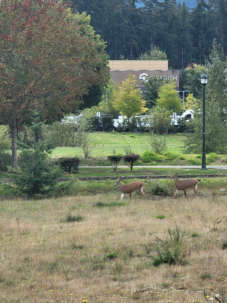 KellyLadyB's tweet photo. @ProvSwedish Spotted near Swedish Issaquah today by my husband https://t.co/D8ojj4FxJn
