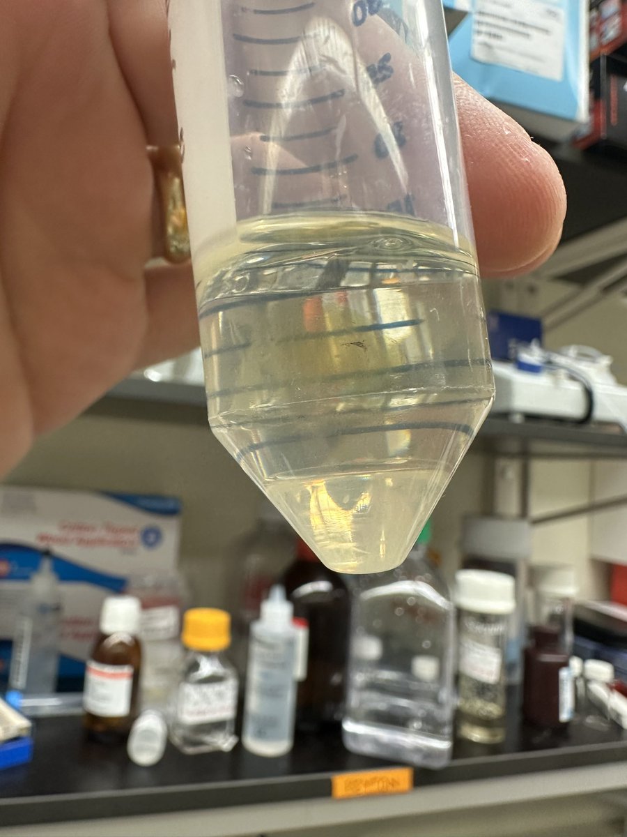 First time seeing (or… not?) a cleared brain. So sick! 

👍<a href="/LP_PhD/">Lee Peyton, PhD</a> getting it going here <a href="/NIAAAnews/">NIAAA News</a>