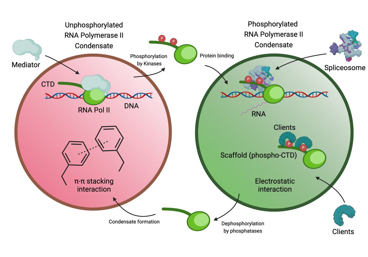 🌌 Dive into the world of RNA Pol II, where tiny "alien"  is actually clusters of Pol II CTD in different post-translational modes, forming distinctive phase-separated droplets with unique role in transcription. Check out our new paper just published 👉 rdcu.be/dTLIX