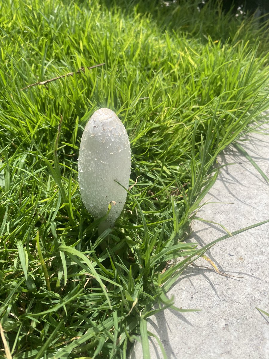 doyourfuckinghw's tweet photo. @Fungi_Cosas
Encontré este specimen paseando a mi perro y me da mucha curiosidad saber que clase es 👀👀👀 https://t.co/uGJ7ykTZ57