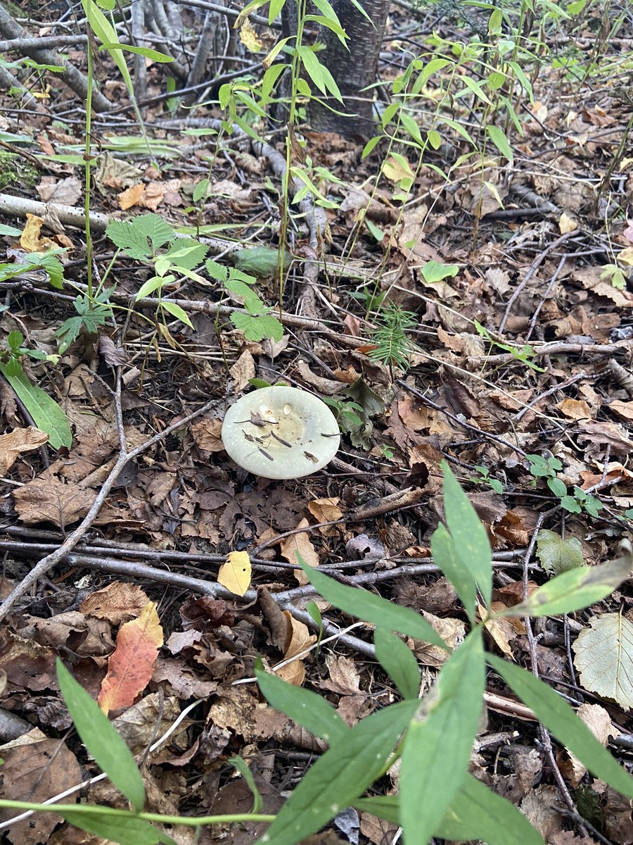 Ms__Hewitt's tweet image. Exploring and logging our findings yesterday after discussing primary sources. They had a blast #SocialStudies #Elementary #Multigrade