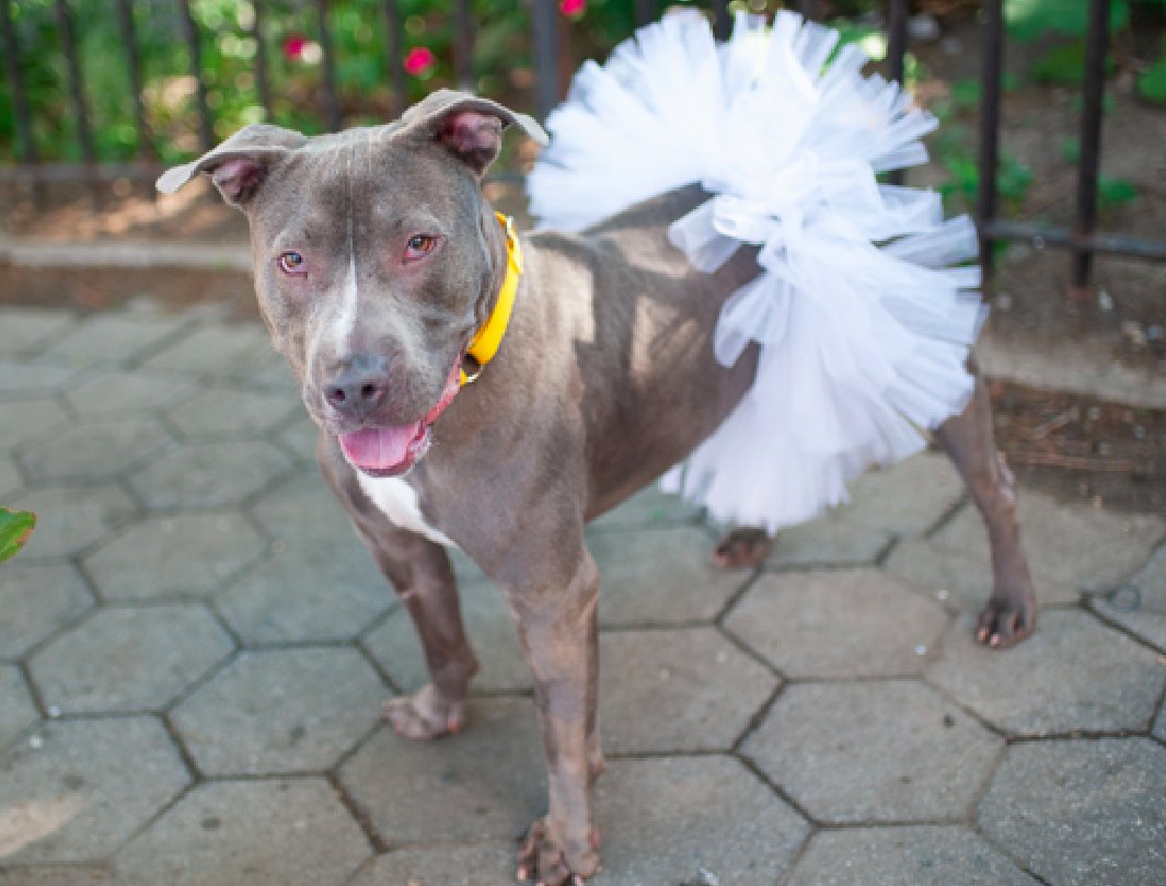 zjnov22's tweet photo. 💎Toby💖 is 🐕-friendly🌟 #NYC
🎀She may also be 🐈-friendly🌸 Please try a
🌻trial adoption🌻 and see how things go💫💗
🚨#Manhattan ACC ✨ID #200595🌟 #NY
🦄#PibblePower🦄 #NewYork #Pittie🎁 https://t.co/HPZ7ND8hwq