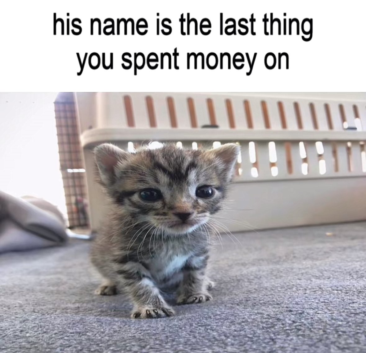 cats being cats tweet media
