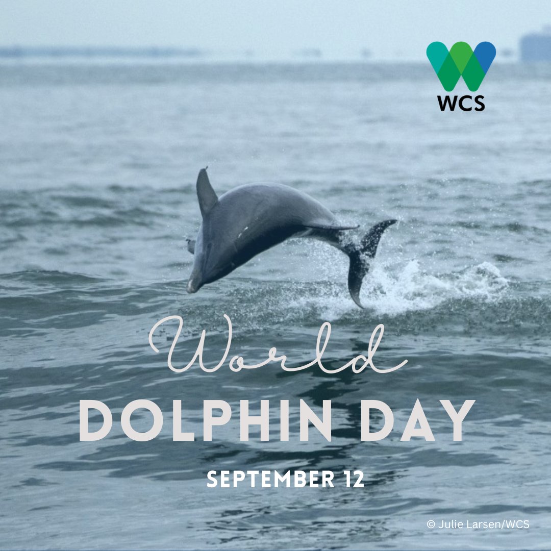 It's World Dolphin Day!

Did you know? There are four main species of dolphins which can be spotted within Belizean waters: Atlantic Bottlenose, Atlantic Spotted, Rough Tooth and Spinner Dolphins.

#WorldDolphinDay #MarineConservation #EndangeredSpecies
