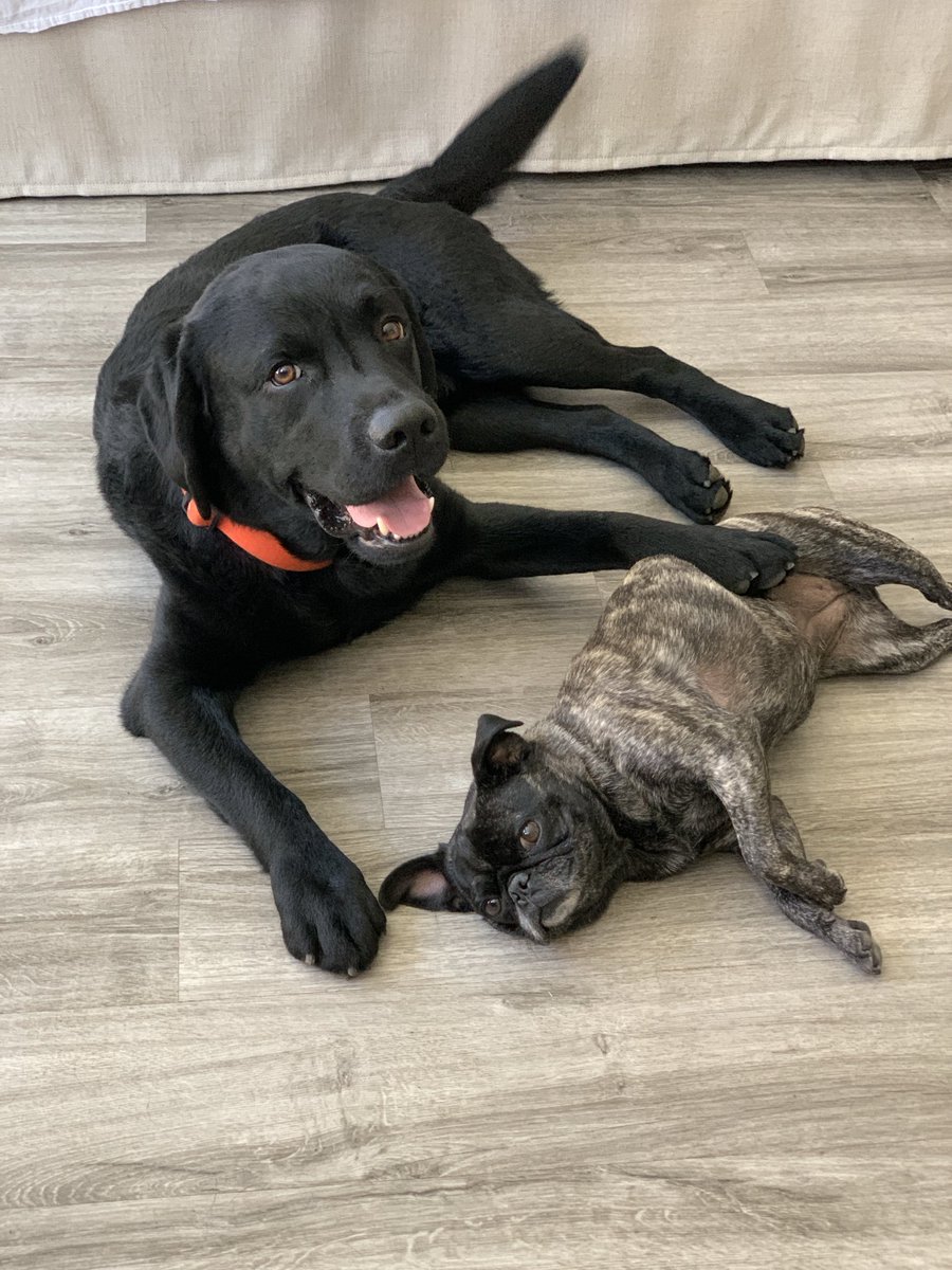 TarlyLabrador's tweet photo. Back home and happy after being evacuated for #DavisFire 😀🐾😀 https://t.co/UakNkMb1Xd