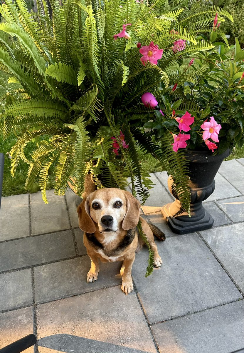 BeagleTopazthe's tweet image. Just watching Mama eat her dinner…I hads mine already but dares alwayz room fer more! 😋💖🐶

#Beagle #SweetDog #ThatFace #InTheGarden #PinkLover #BeagleLover  @beaglefacts