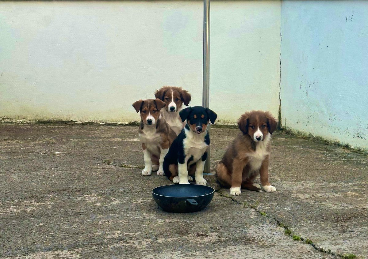 Niall Reidy tweet media