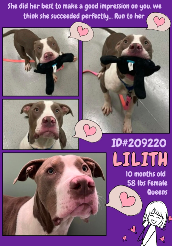 zjnov22's tweet photo. 🎀Lilith💖 🐕 #Queens ACC🚨 #NYC
💔#foster #fosteringsaveslives #adopt💮🐾🐾
#rescue🐾 🌸#PibblePower🌸 Lovely Lilith is 10
months old and hopes her forever family will adopt her
soon💎 🚨New Intake ✨ID #209220🌟 #Puppy🎀 https://t.co/5JV2fuk54C