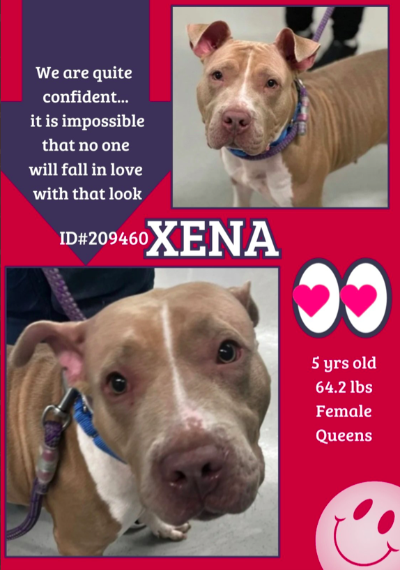 zjnov22's tweet photo. 🦋Xena💜 🐕 #Queens ACC🚨 #NYC
💔#foster #fosteringsaveslives #adopt💫🎀🌸
#rescue🏞️ 🌷#PibblePower🌷 Xena looks so sad in
her photos😢 This Pittie girl needs to find her people
asap❤️🩹 🚨New Intake ✨ID #209460🌟 #NewYork https://t.co/meQKoG5ovI